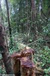 Illegal rosewood logging in Masoala National Park. Photo by Rhett A. Butler 
