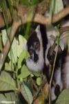 Black-and-white ruffed lemur (Varecia variegata) feeding on a tamarind. Photo by: Rhett A. Butler. 